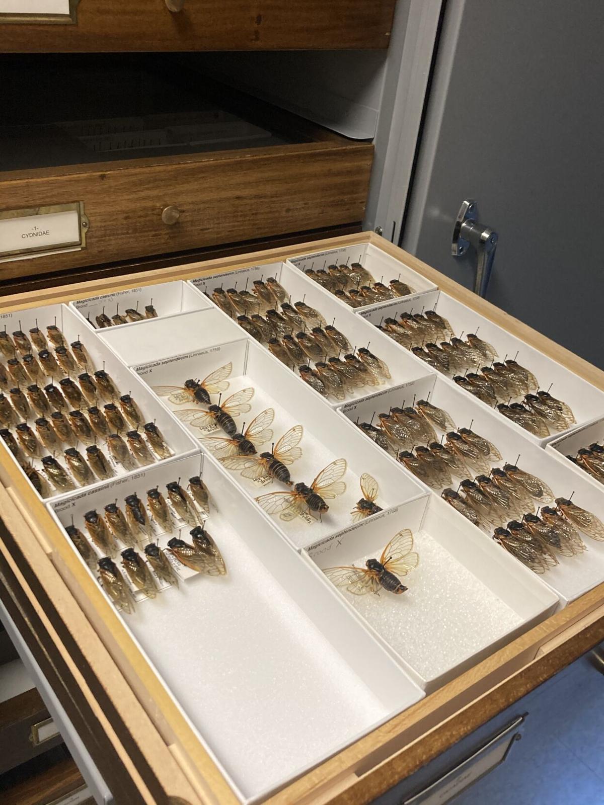 6/2/21 Cicada trays