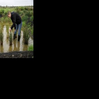 Growing rice in the UK 'not so crazy' as climate warms