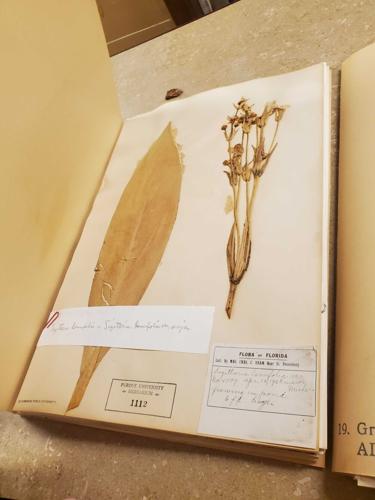 A Purdue curator's appreciation of cursive | Campus | purdueexponent.org