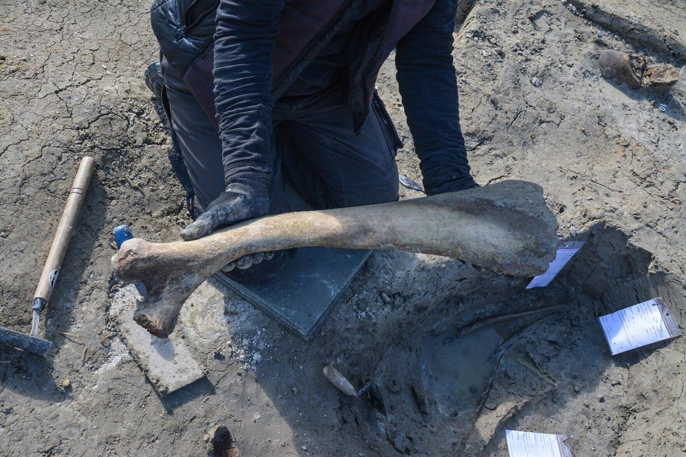 Ice Age woolly mammoth found likely butchered by hunters | National | purdueexponent.org
