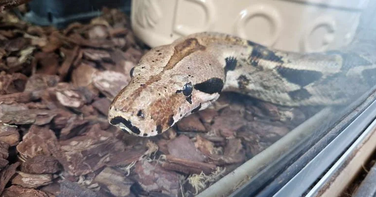 Shelter's longest staying snake still looking for home | National