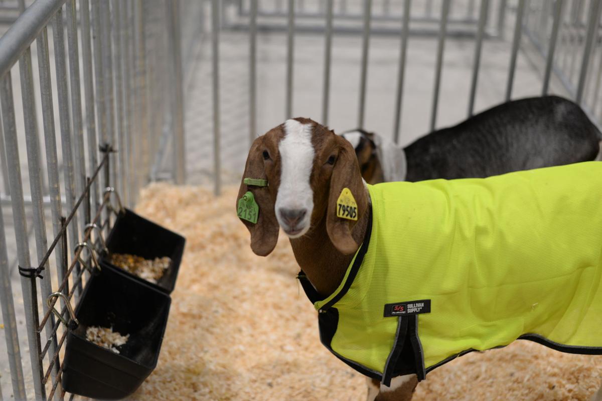 Goat with a coat