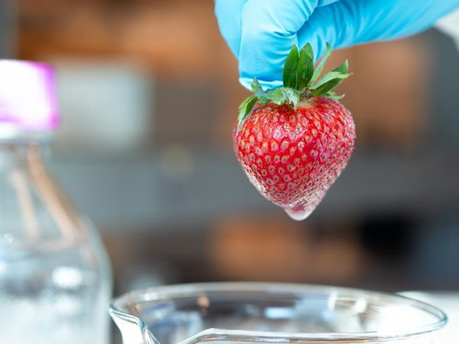 Seaweed coating keeps strawberries fresh without refrigeration ...