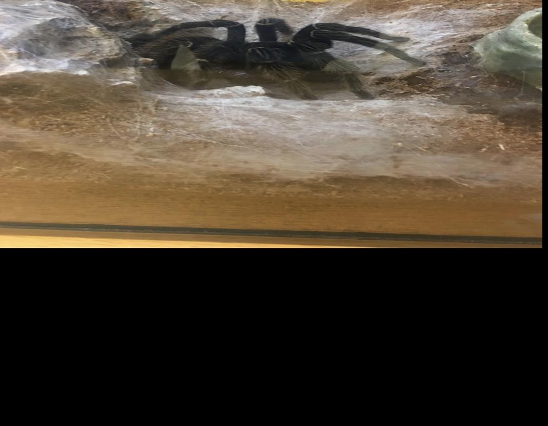 How does the Boiler Bug Barn work? Campus