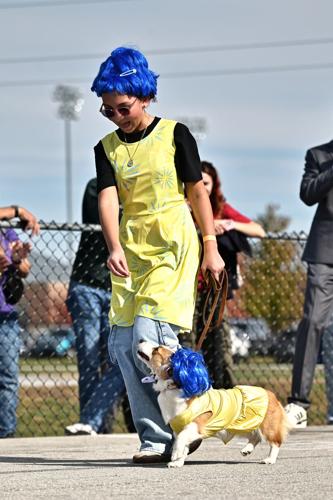 Lottie becomes 9th Annual Corgi Race champion | Campus | purdueexponent.org