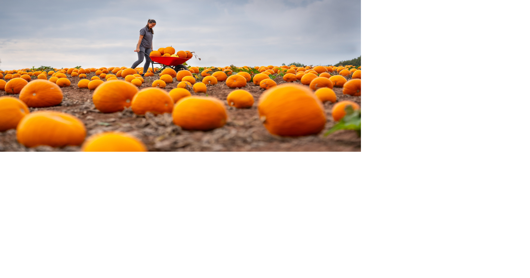 Pumpkin patch filled with 40,000 pumpkins ready for Halloween