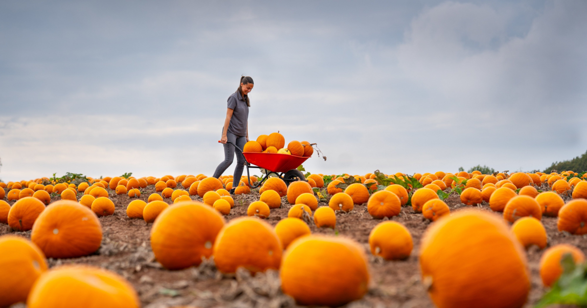 Pumpkin patch filled with 40,000 pumpkins ready for Halloween