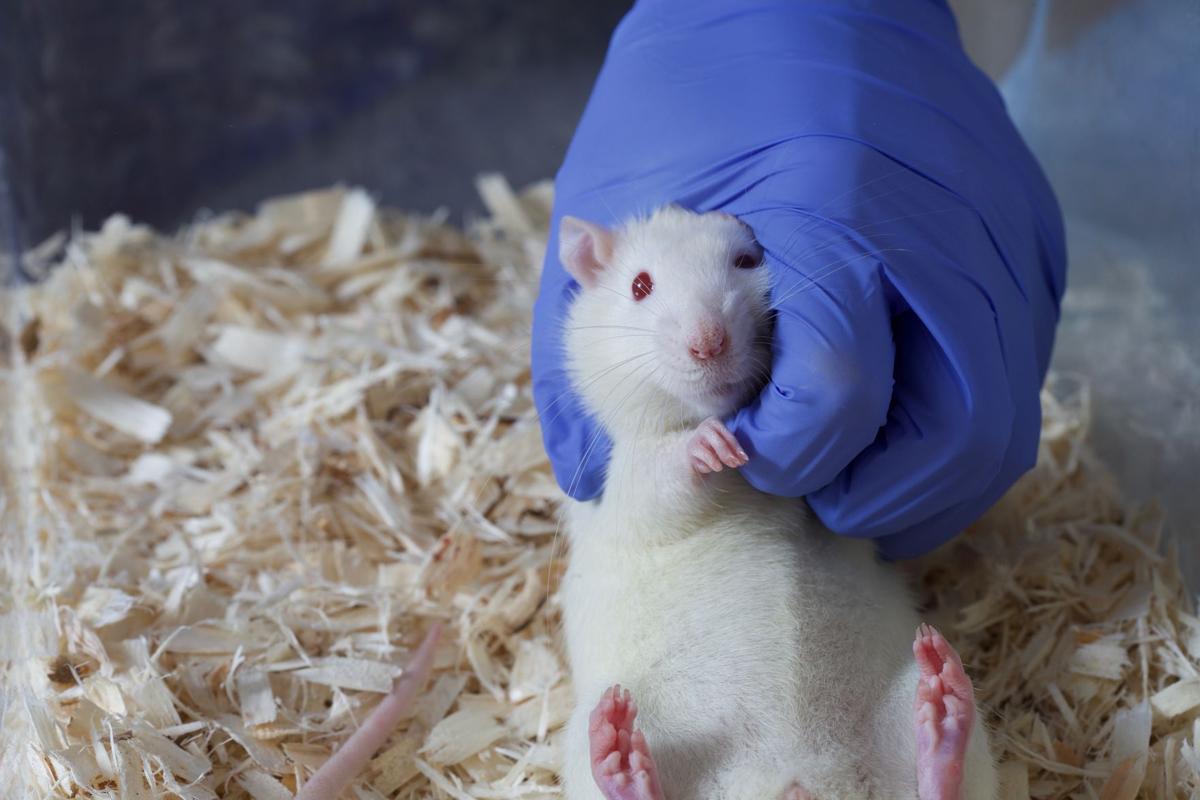 Purdue researchers #39 tickling #39 rats for science Campus