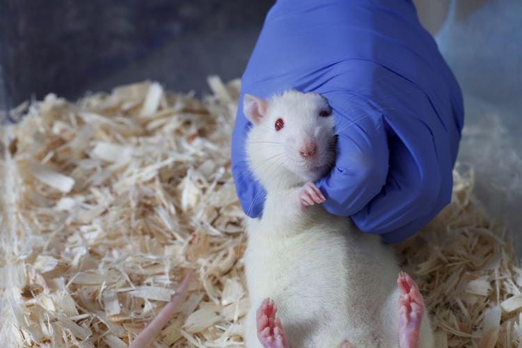 Purdue researchers 'tickling' rats for science Campus