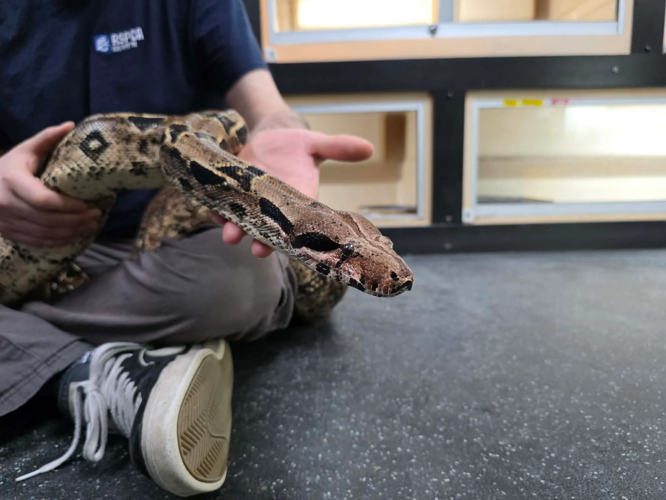 Shelter's longest staying snake still looking for home | National