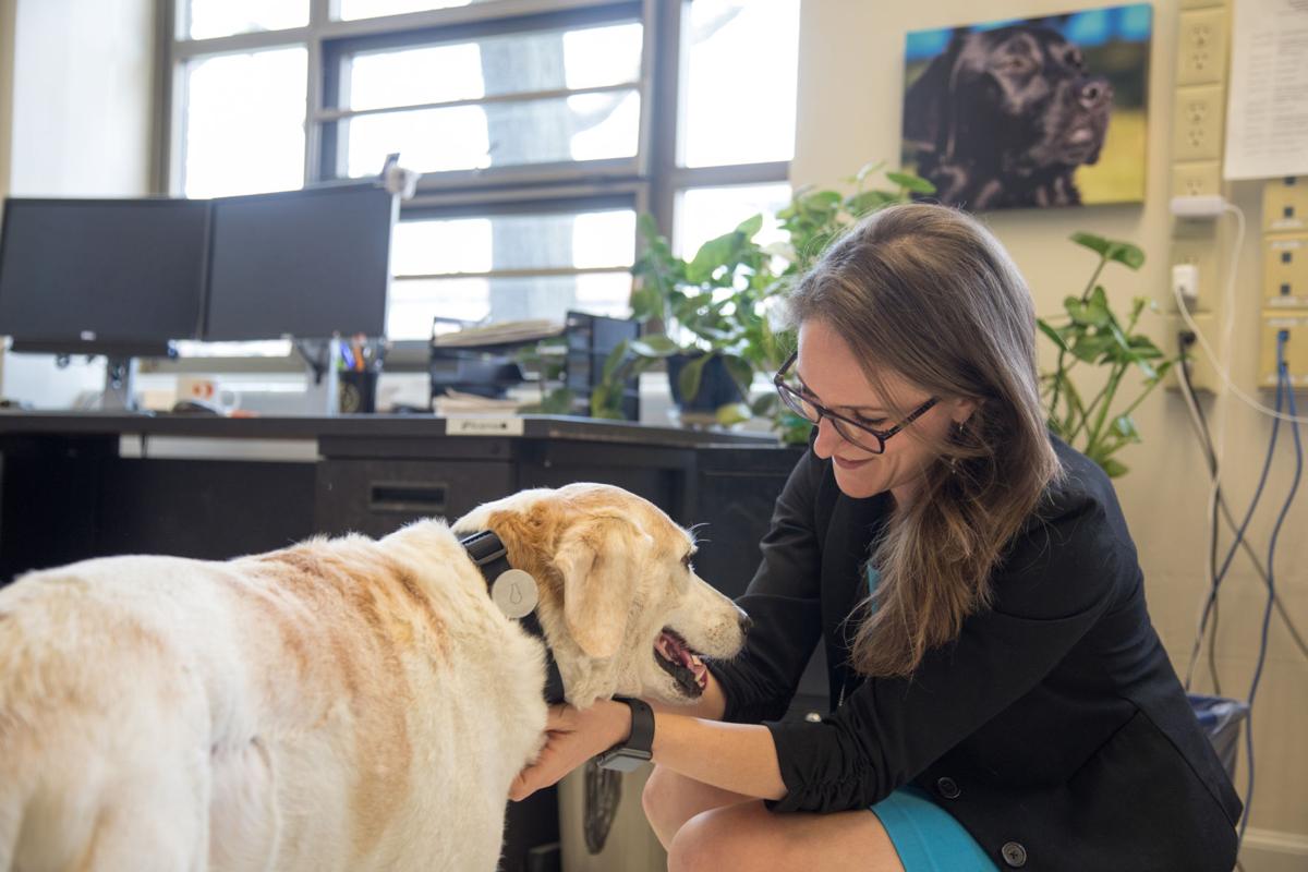 Can Anxiety Patients Be Prescribed Service Dogs Can Anxiety Patients Be Prescribed Service Dogs