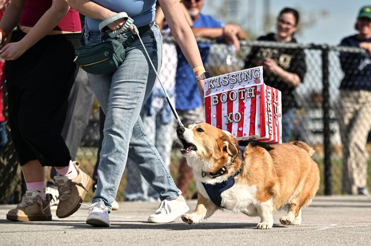 Lottie becomes 9th Annual Corgi Race champion | Campus | purdueexponent.org