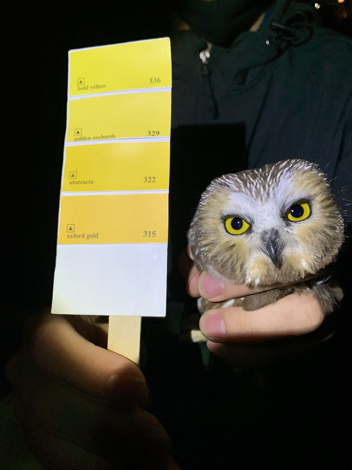 Elusive, shy owls intrigue student researchers who study their