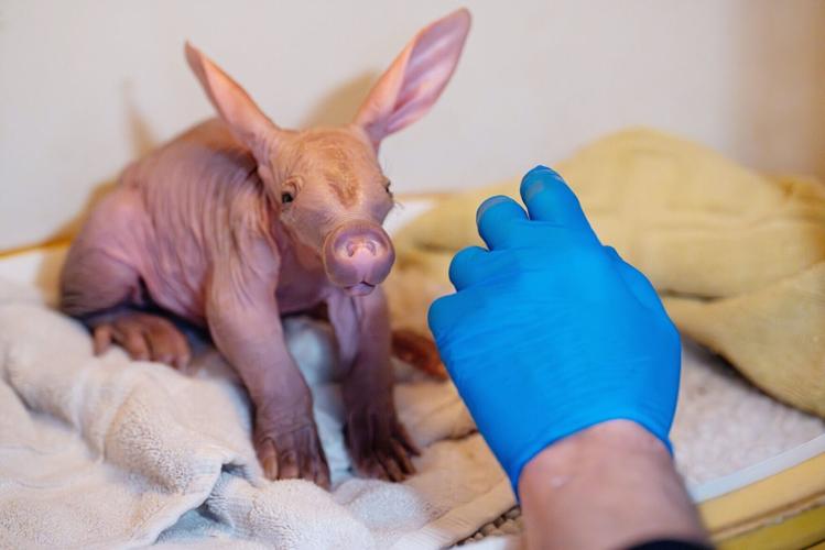 Zookeepers bottle-feed baby aardvark to help raise tiny animal | National | purdueexponent.org