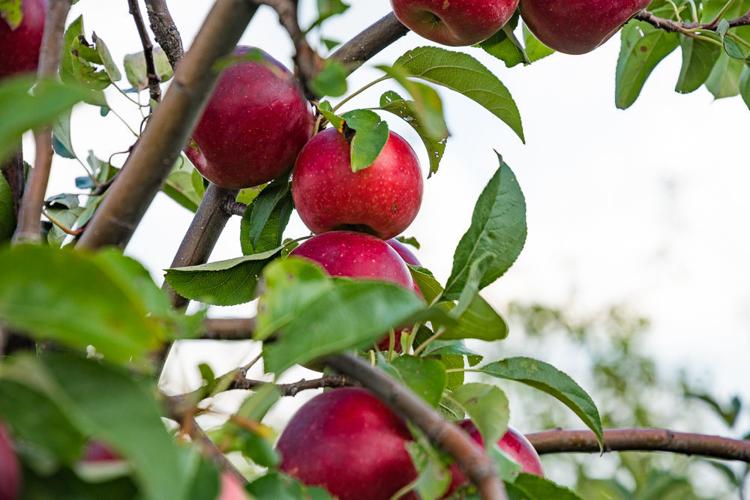 Last member of applebreeding program shares his experience Campus