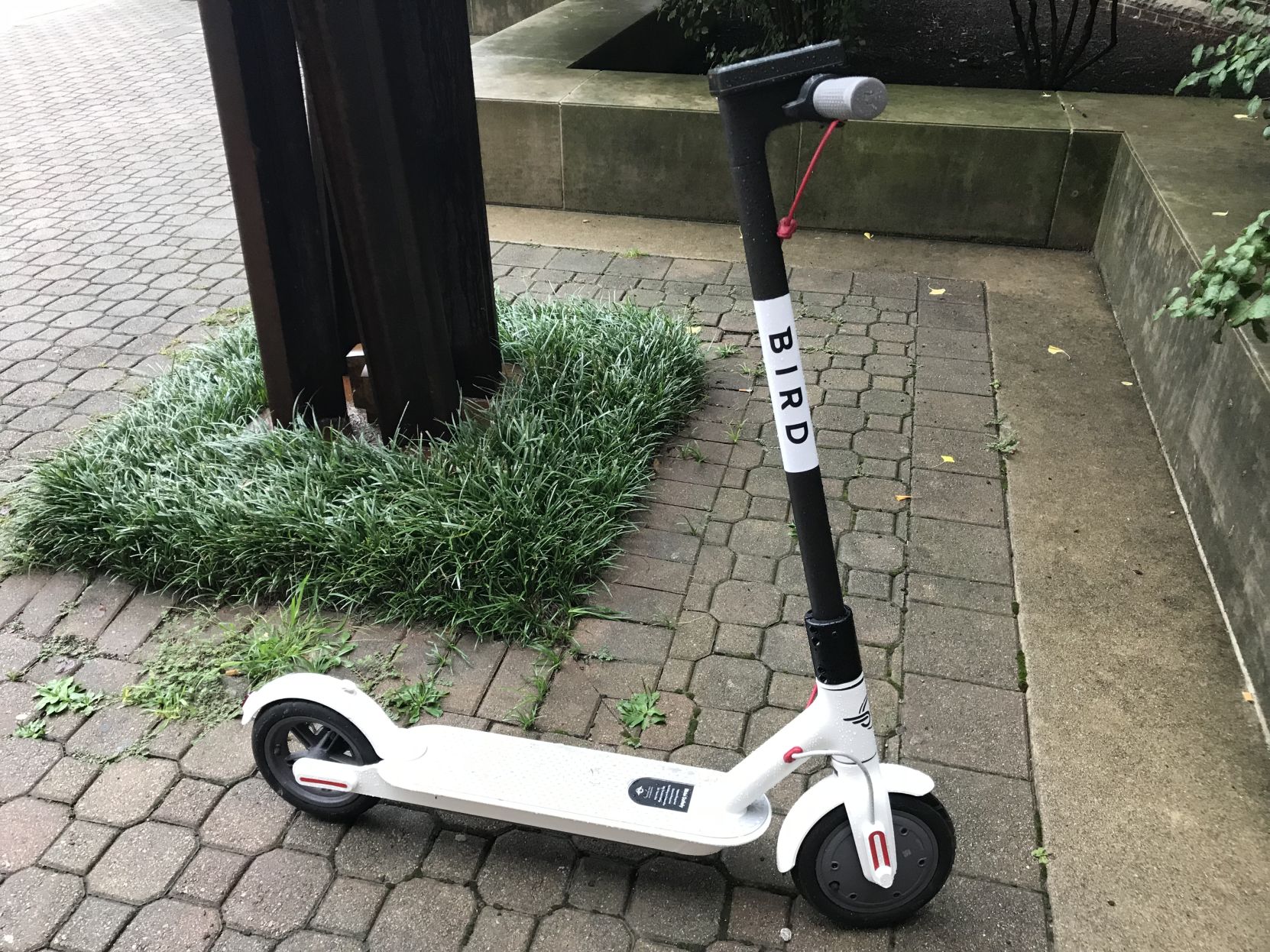 bird scooter cost