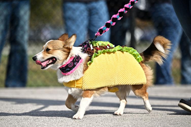 Lottie becomes 9th Annual Corgi Race champion | Campus | purdueexponent.org