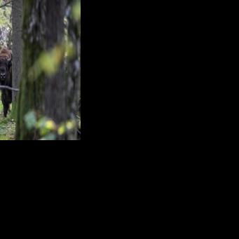 A herd stop: Train kills 3 rare bison in Poland