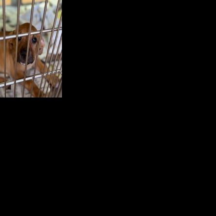‘We need your help today!’: Blythe Animal Shelter’s dog adoptions free through March 8 | Blythe News