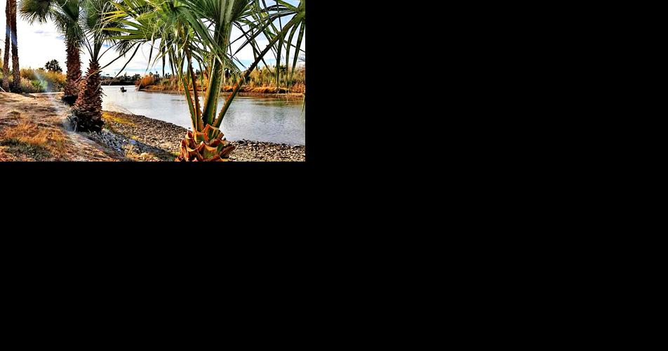 Dog owners advised of harmful parasite in Colorado River - Vimarsana News