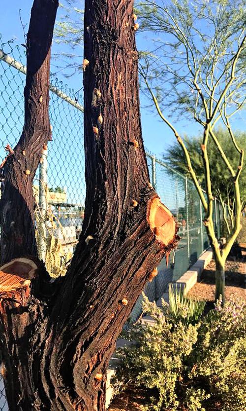 Palo Verde Mesquite trees attacked by metallic woodboring beetle