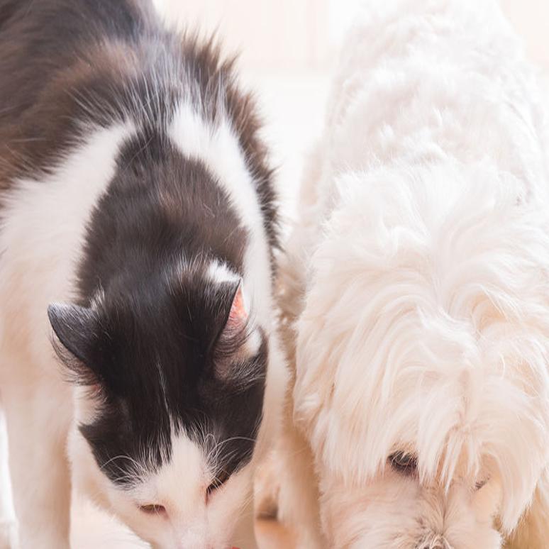 The Problem With Fat Cats And Dogs Life Qconline Com