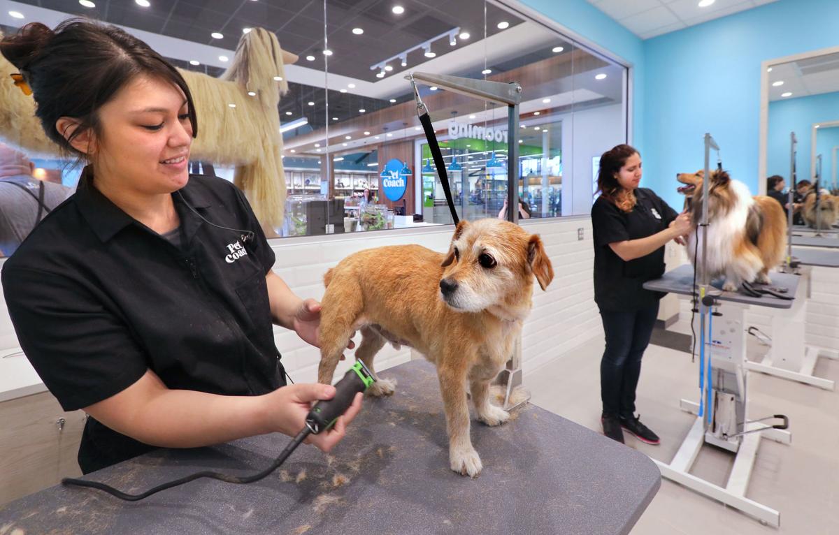 Petcoach Where The Picky Pet Parents Go Pets Qconline Com