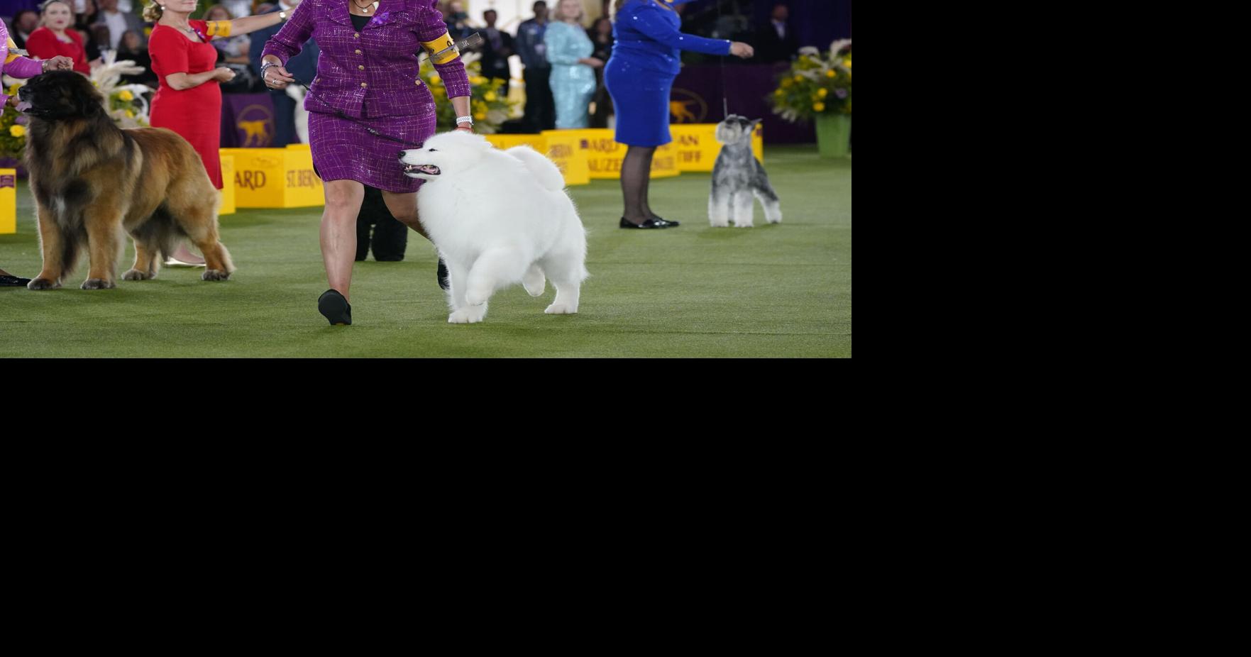 Scenes from Westminster Kennel Club Dog show