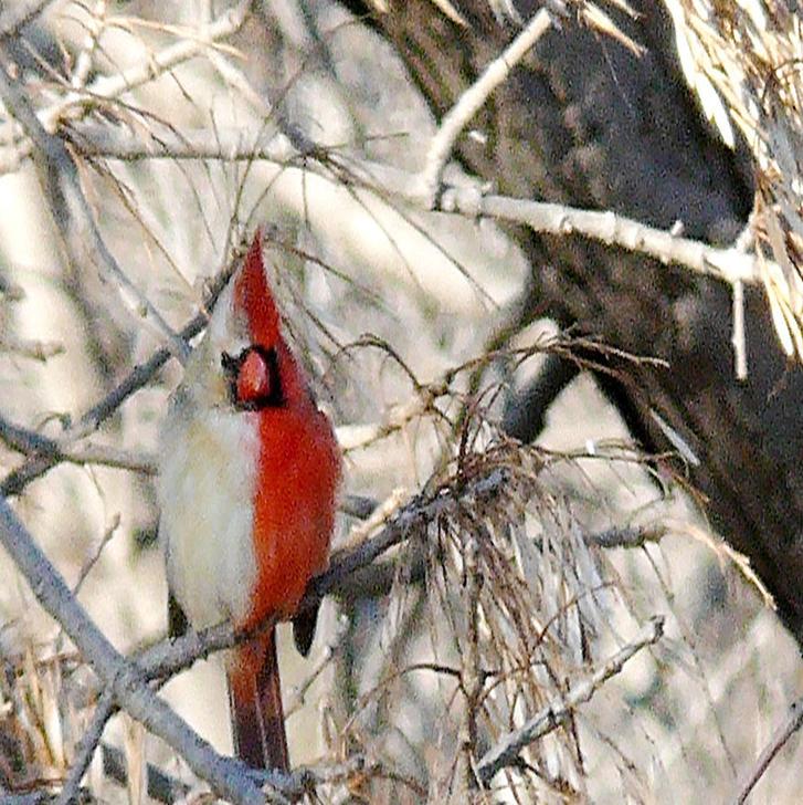 Rare Cardinal Sighting Renews Interest In Work By Local