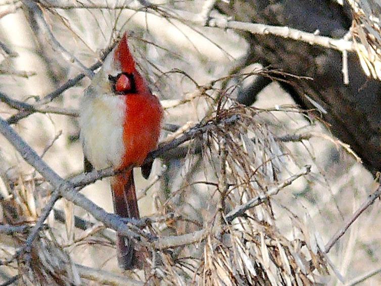 Rare Cardinal Sighting Renews Interest In Work By Local