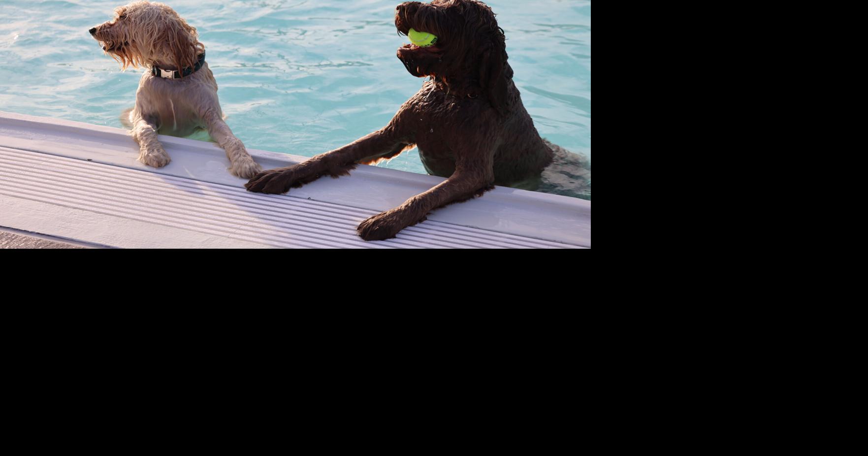 Photos: Doggy Splash at YMCA Water Park at the Landing in Bettendorf