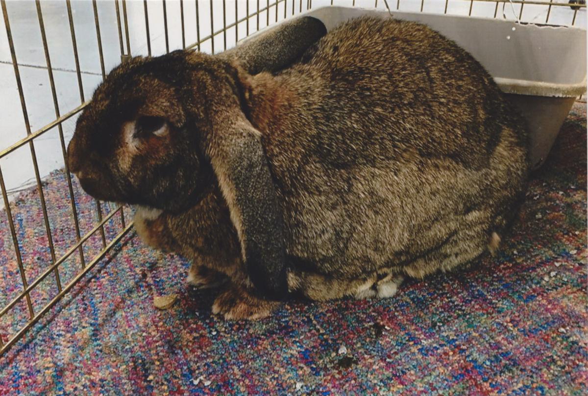 melvin and his big ears bring big