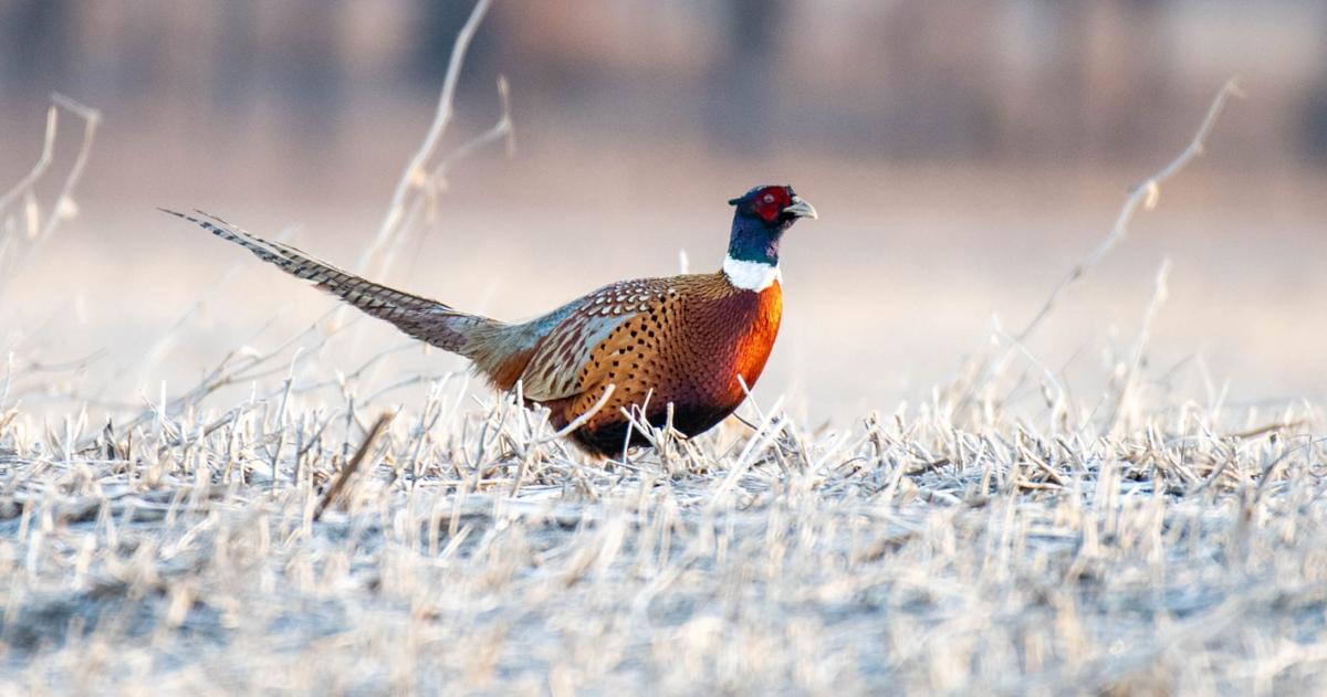 Johnson-Sauk Trail youth wingshooting clinics and pheasant hunts available Johnson-Sauk Trail youth wingshooting clinics and pheasant hunts available