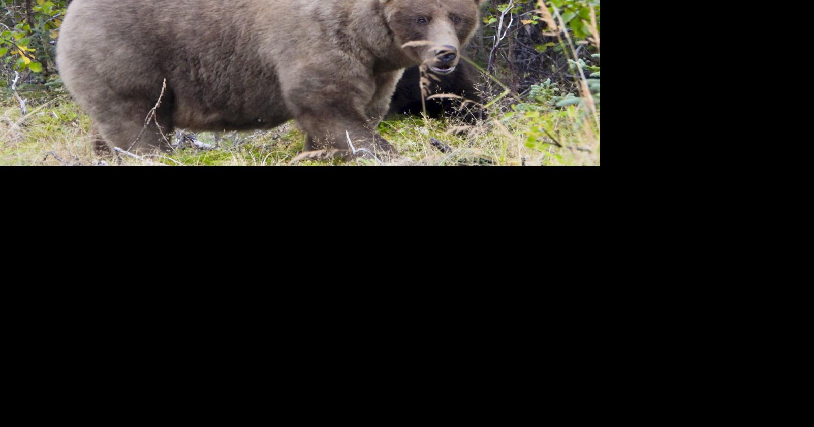 Grazer beats Chunk to win Alaska's Fat Bear Contest