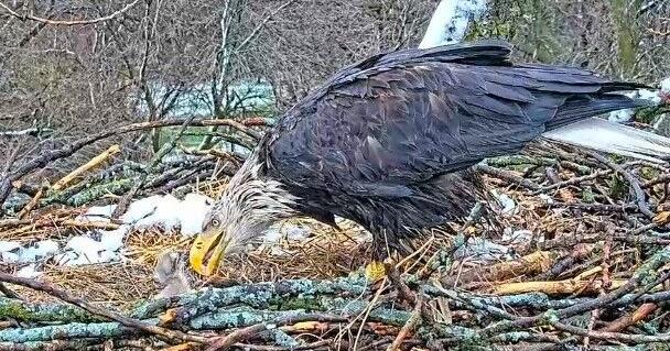 Liberty and Justice caring for eaglet - Vimarsana News