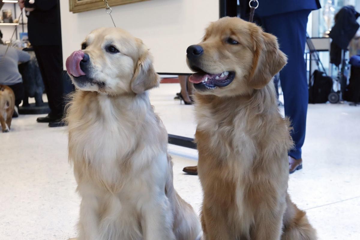 The Labrador Retriever Reigns As Chicago S Most Popular Breed Pets Qconline Com