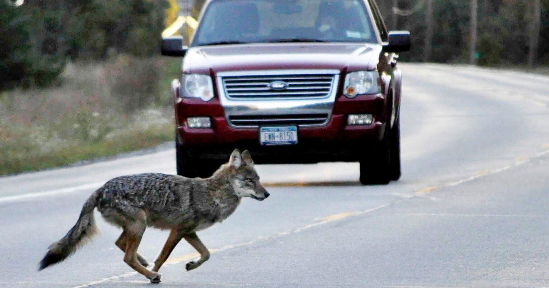 Illinois House OKs ban on prize contests for killing coyotes, other fur-bearing mammals - Vimarsana News