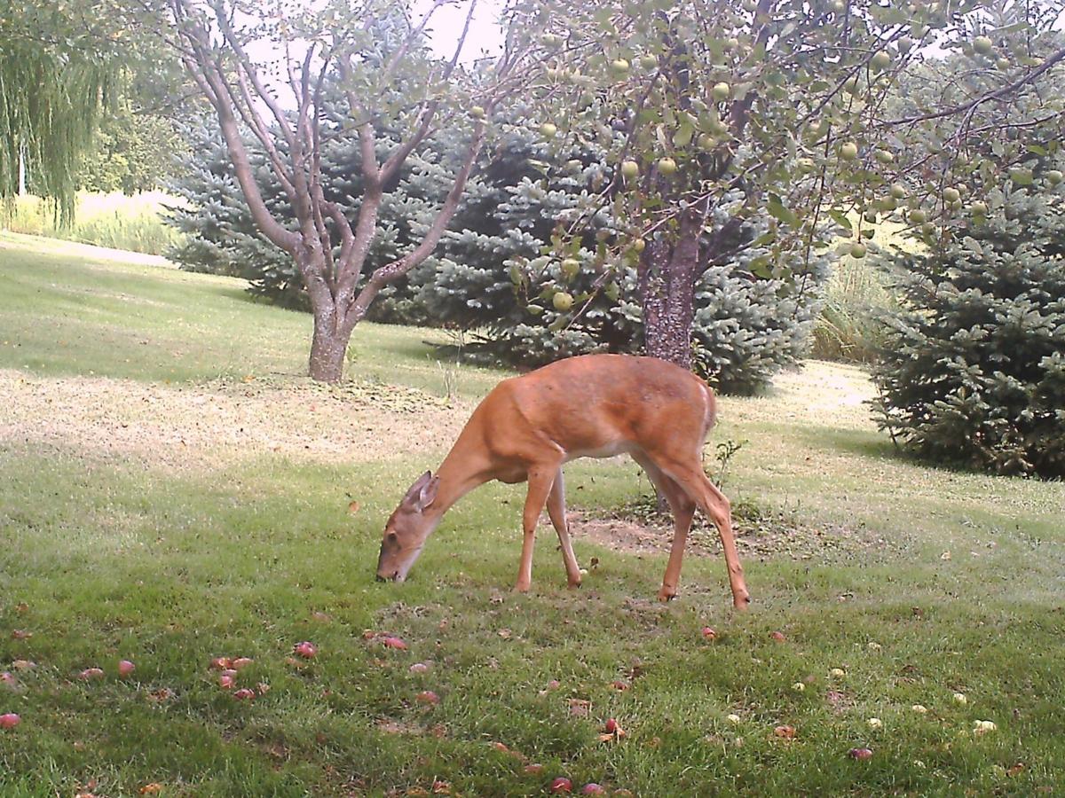 Urban deer