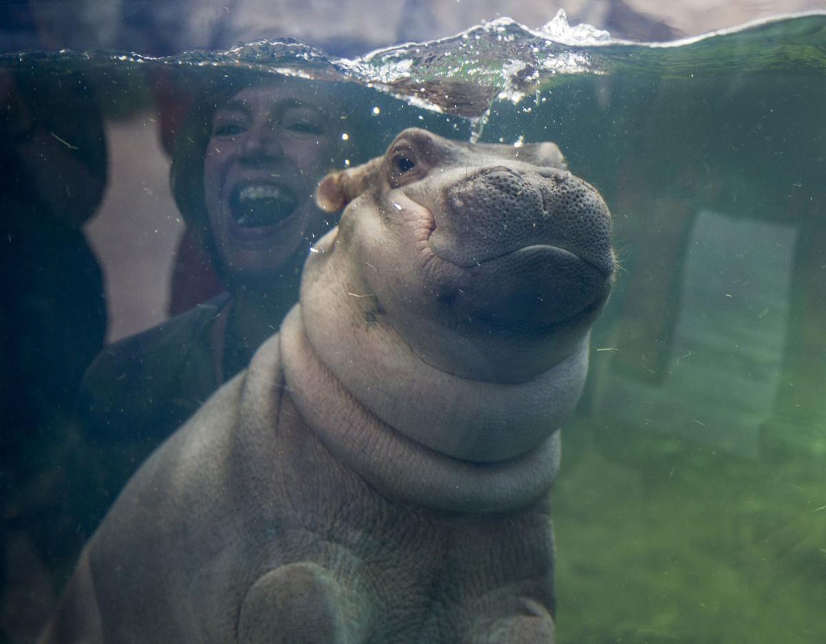 Baby Hippo Fiona Makes Her Media Debut At Zoo Explores Pool Latest News Qconline Com