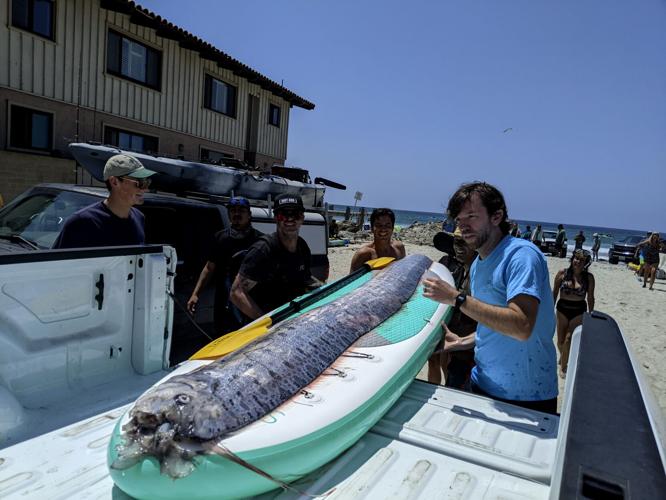 Oarfish Rarely seen deep sea fish found in California