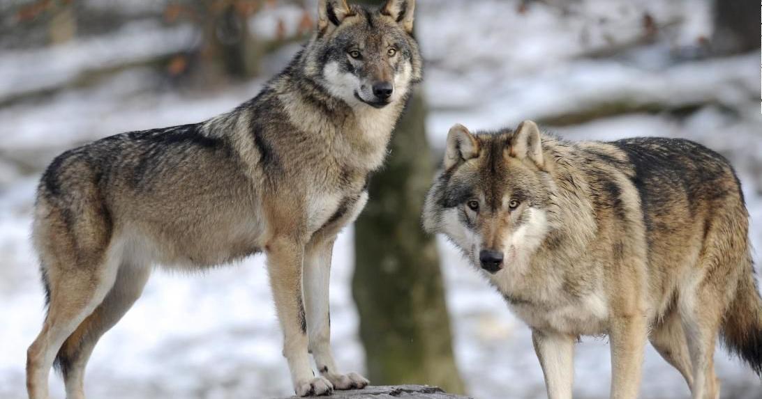 Gray wolf found dead in Scott County - Vimarsana News