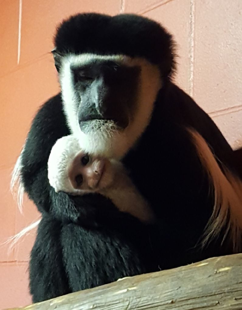 Niabi Zoo Welcomes Baby Monkey Local News Qconline Com