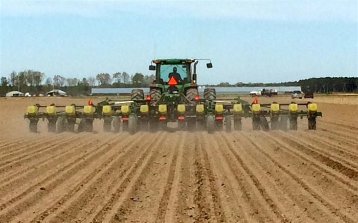corn planting