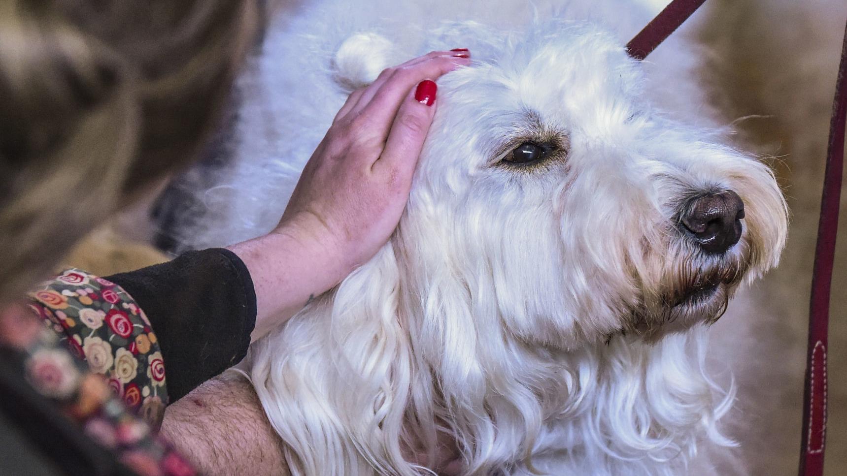 New Study Suggests Service Dogs Can Impact Psychosocial Health Of