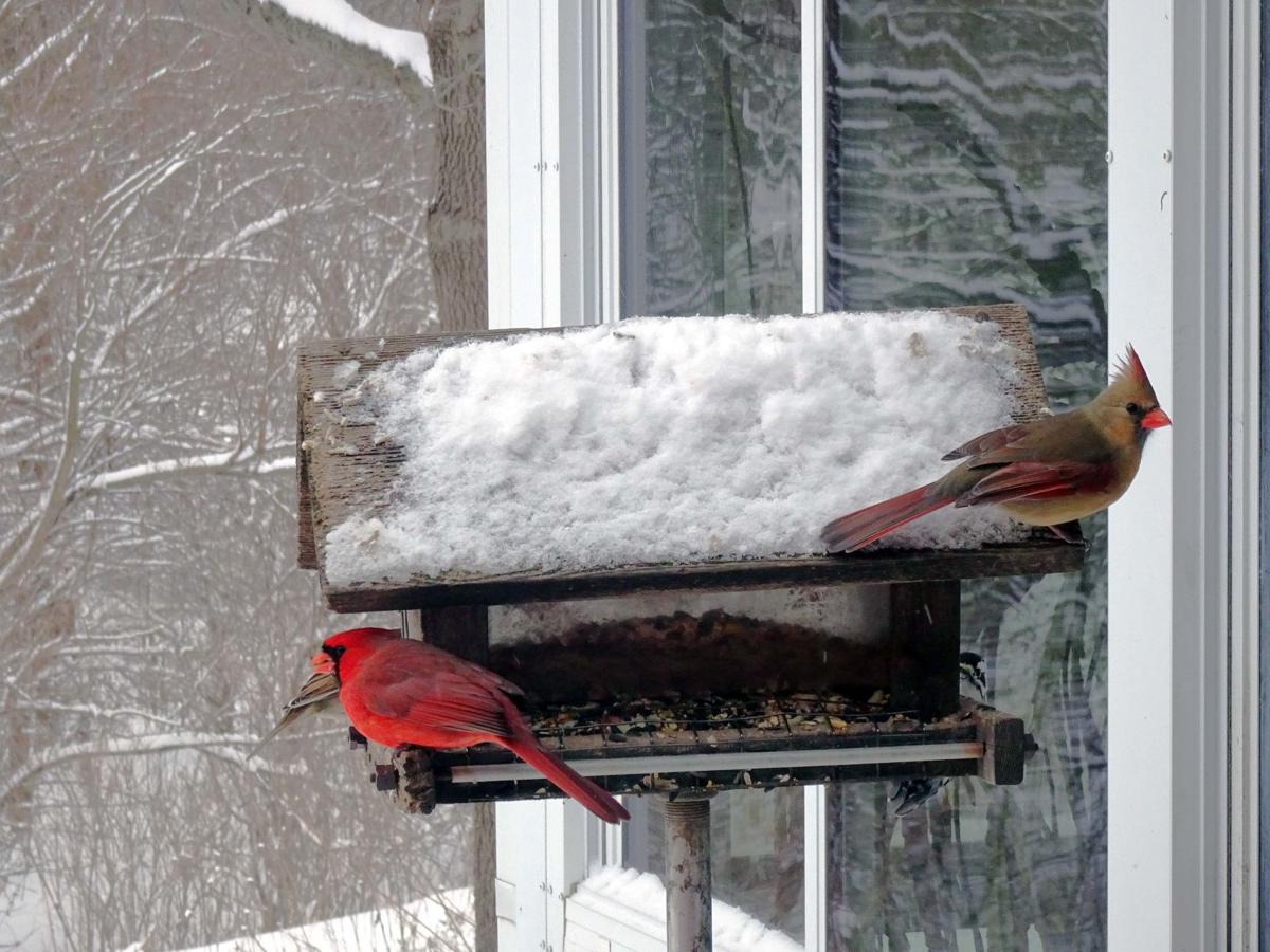 Why So Much Flapping At The Feeder Birds Are Trying To Stay Warm