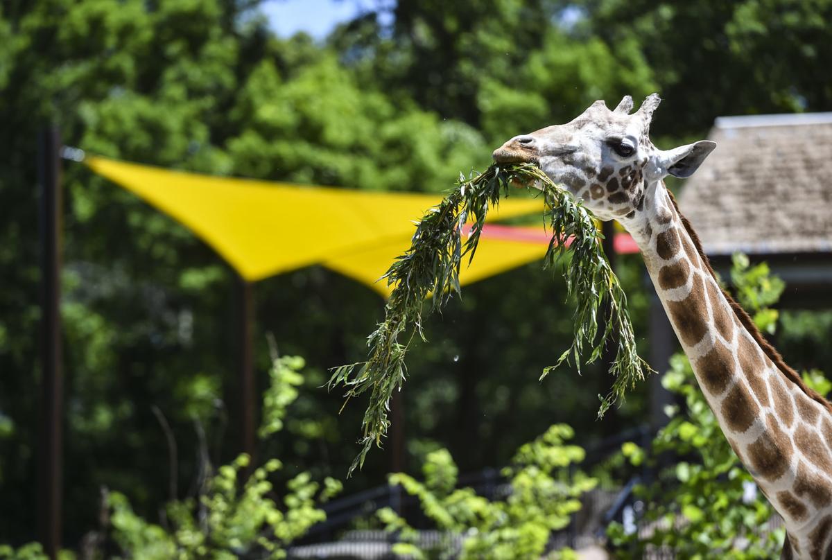 Niabi Giraffes Future S So Bright Now That They Have Shade