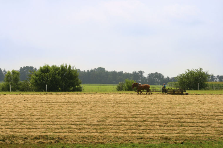 Porn Amish Farm - Amish farmer finds his philosophy 'beyond organic'