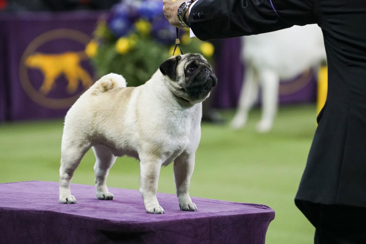 Biggie the pug, a Westminster Best in Show finalist, steals hearts with sad tale ...