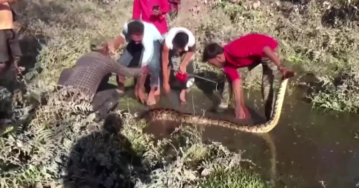 Massive python rescued from waste pipe in India, and more of today's ...