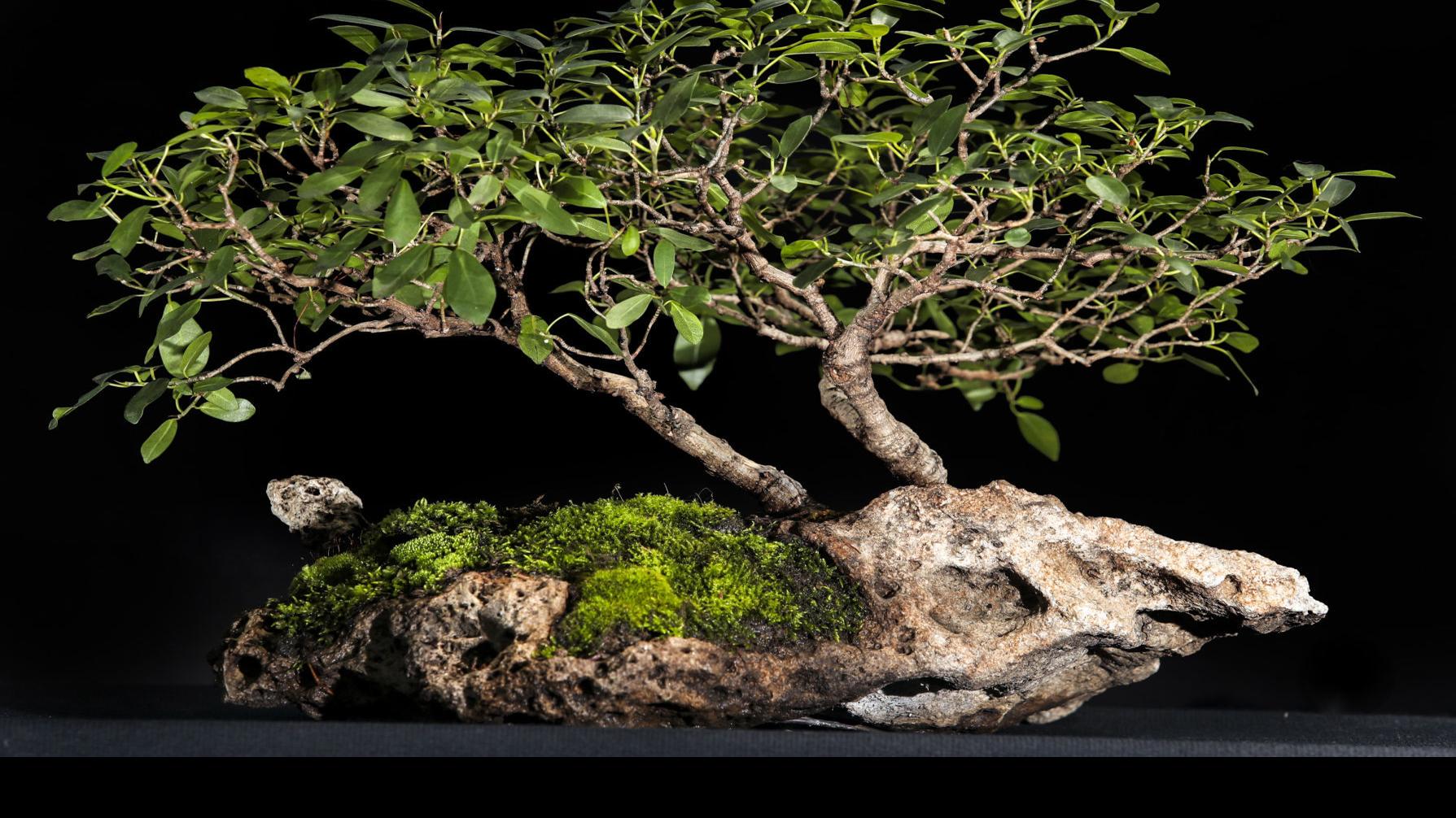 The Living Art Of Bonsai Home Garden Qconline Com